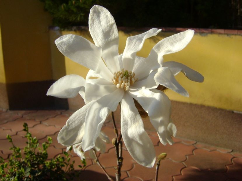 Magnolia stellata - Primavara 2017