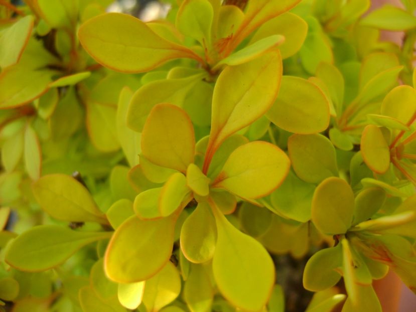 Berberis auriu - Primavara 2017