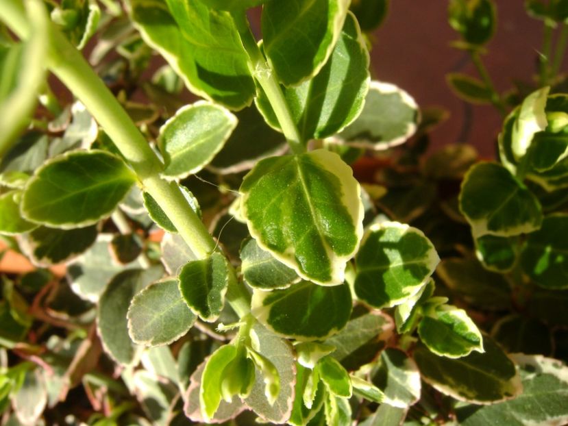 Euonymus fortunei emerald, frunze noi - Primavara 2017