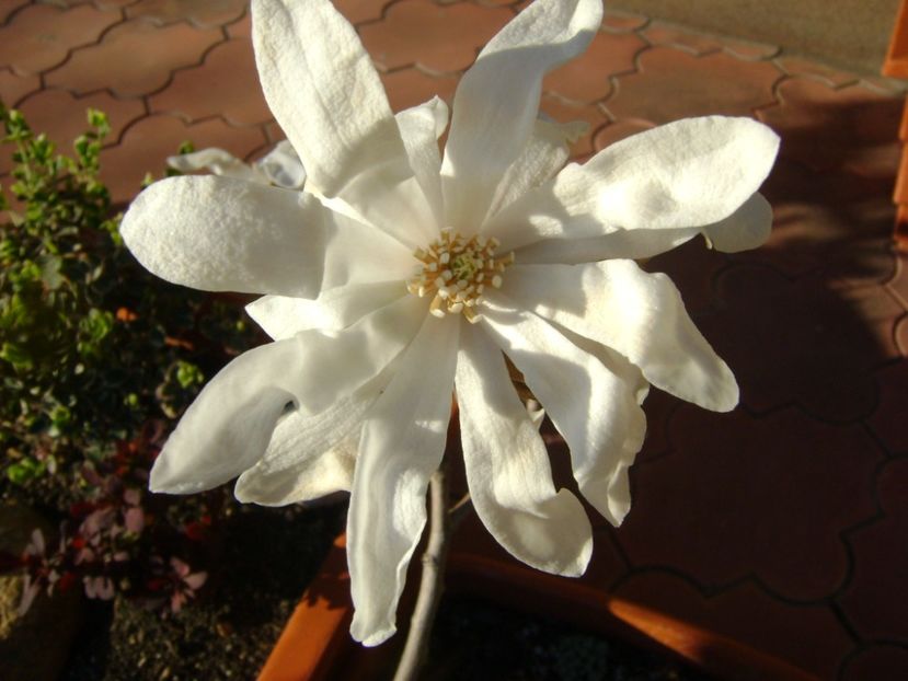 Magnolia stellata - Primavara 2017
