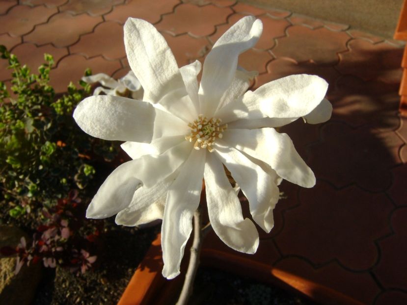 Magnolia stellata - Primavara 2017