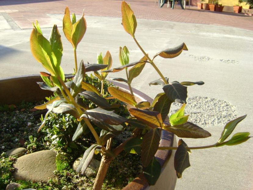 Lonicera sempervirens Dropmore Scarlet - Primavara 2017