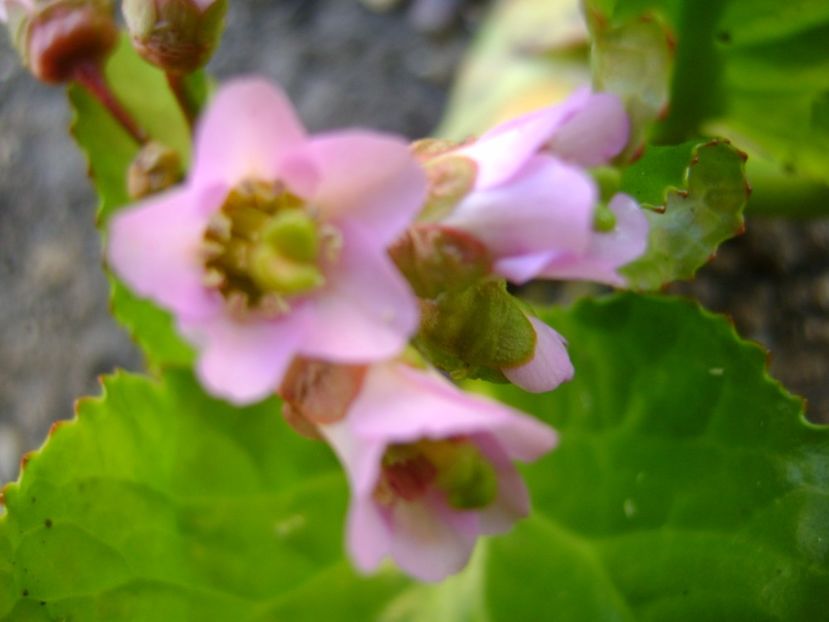 Bergenia cordifolia - Primavara 2017