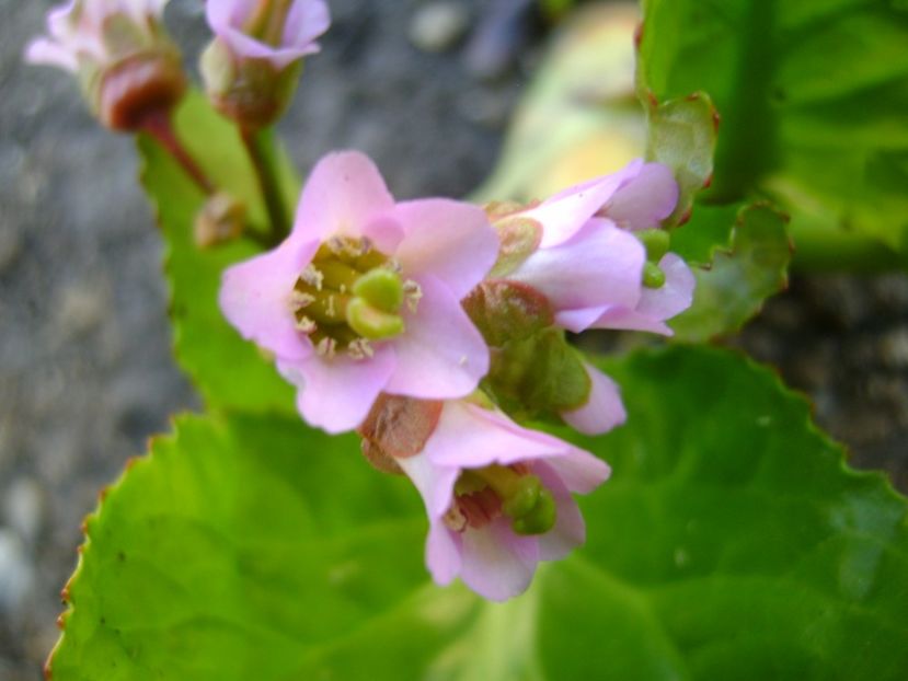 Bergenia cordifolia - Primavara 2017