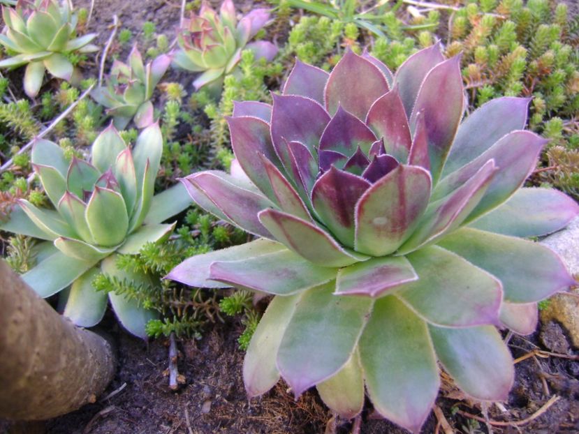 Sempervivum - Primavara 2017