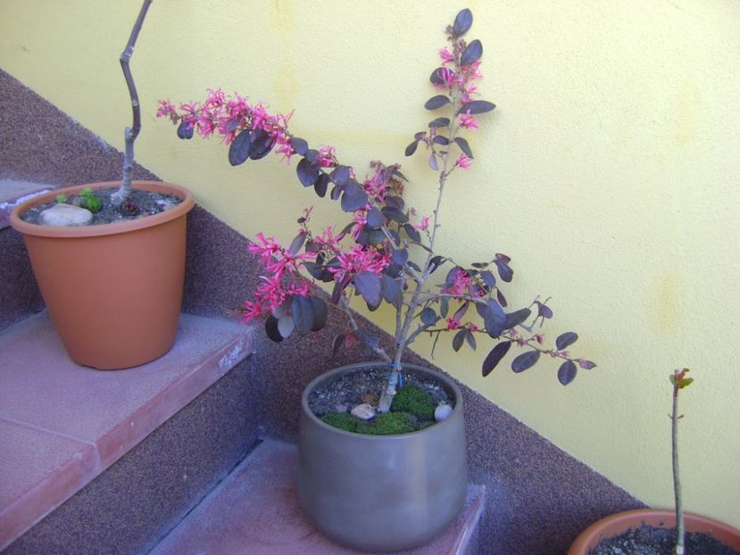 Loropetalum chinensis, flori - Primavara 2017