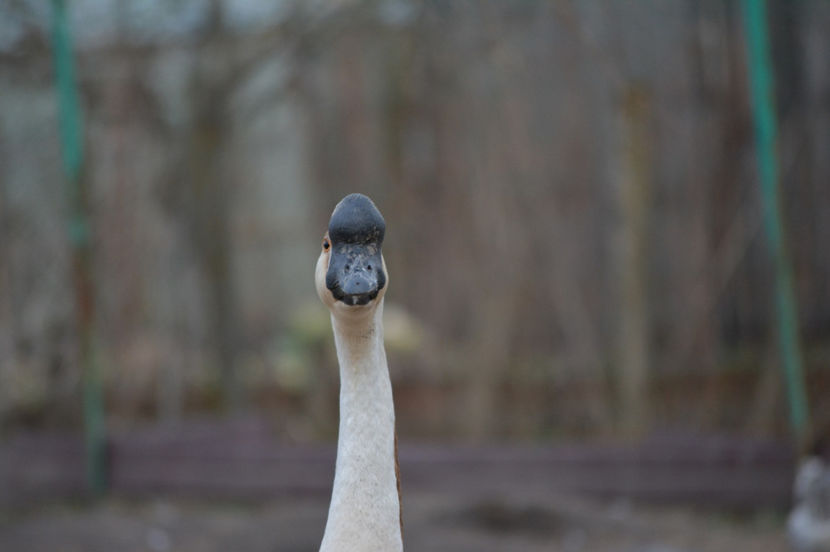 sarpele Ka - B2 - Gaste Africane si Chinezesti