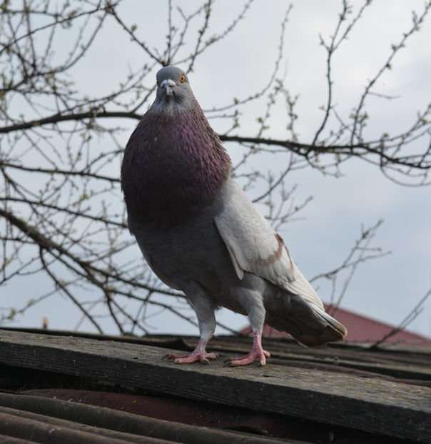 horseman 2016 - Gusati Horseman