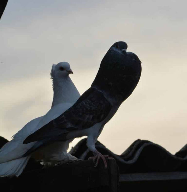 Eva Longoria - Gusati Horseman
