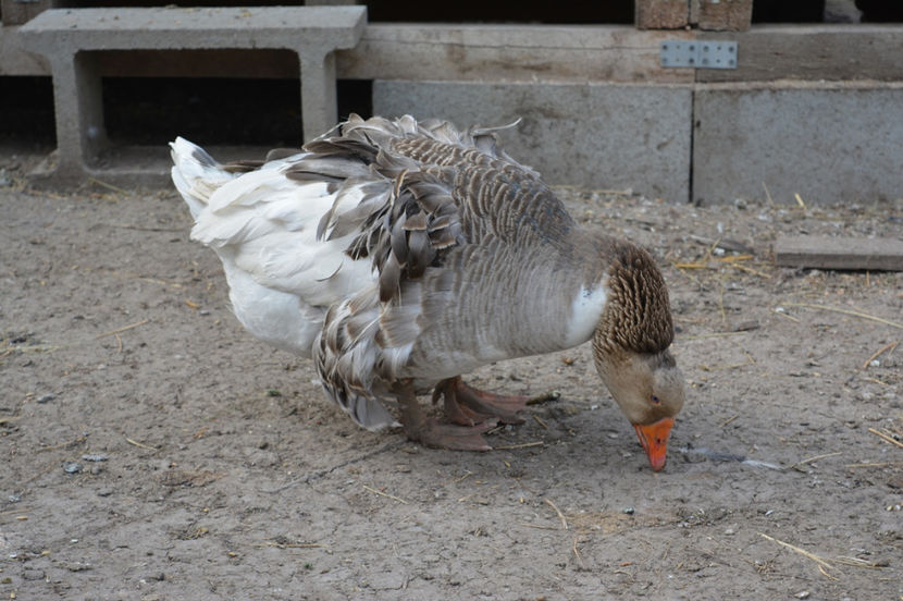 babuta - B4 - Gaste comune