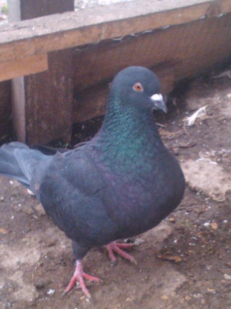 M 2016 vandut - De vanzare kingi