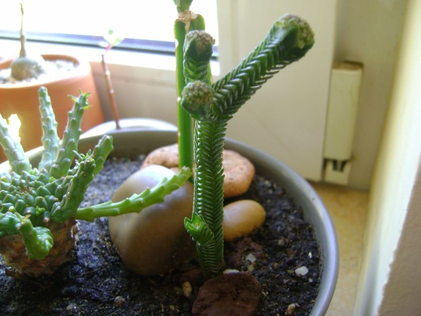 Crassula pyramidalis - Suculente 2017