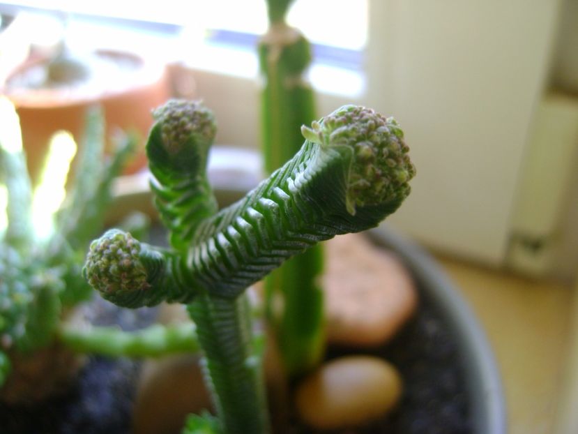 Crassula pyramidalis - Suculente 2017