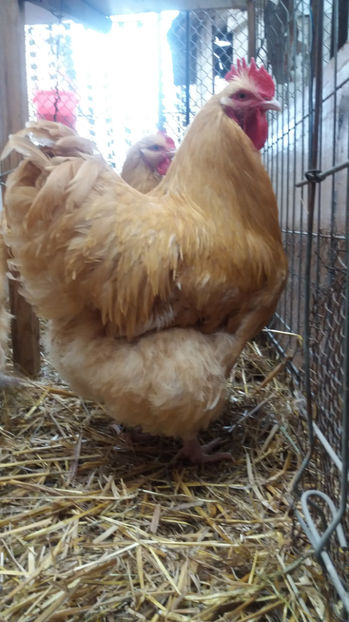  - Orpington galben