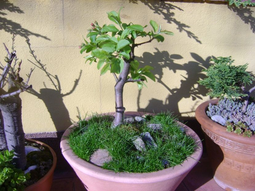 Mar decorativ, boboci - Bonsai si prebonsai 2016-2017
