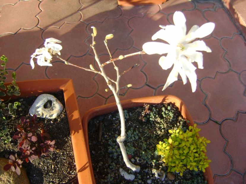 Magnolia stellata - Bonsai si prebonsai 2016-2017