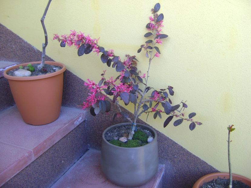 Loropetalum chinensis - Bonsai si prebonsai 2016-2017