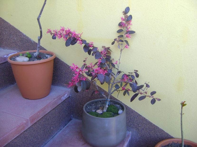 Loropetalum chinensis - Bonsai si prebonsai 2016-2017