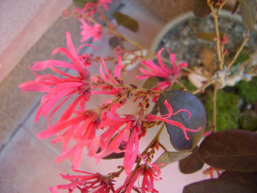 Loropetalum chinensis - Bonsai si prebonsai 2016-2017