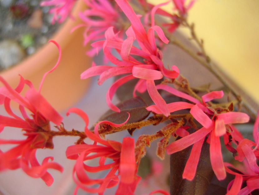 Loropetalum chinensis - Bonsai si prebonsai 2016-2017