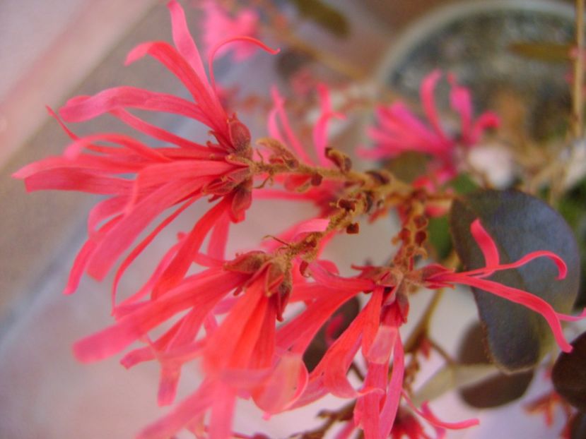 Loropetalum chinensis - Bonsai si prebonsai 2016-2017