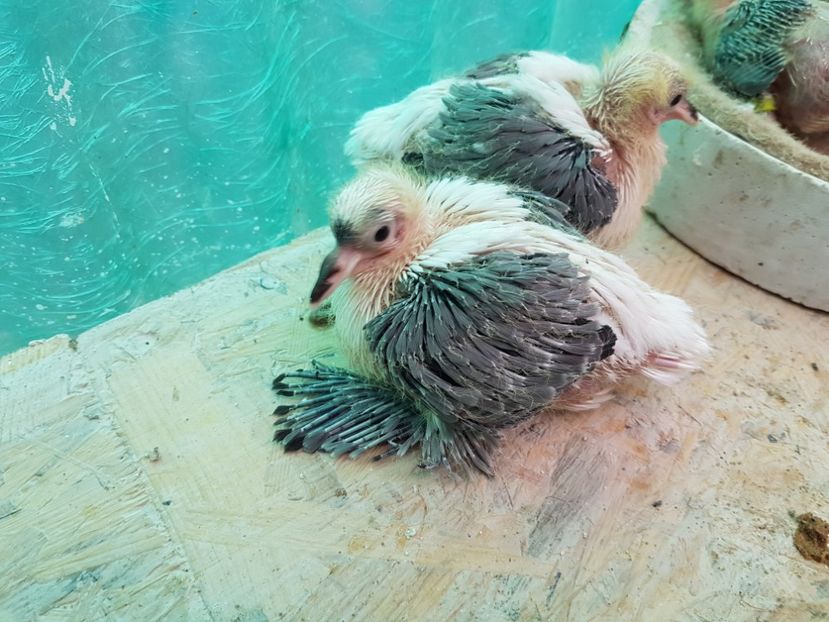  - 6 ___PUI 2017 DIN RASELE PE CARE  LE DETIN