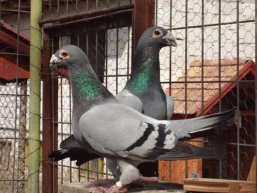 Masc.-2012.H. - VOIAJORI STIL VECHI SI ORNAMENT- PERECHI MATCA 2017-2018