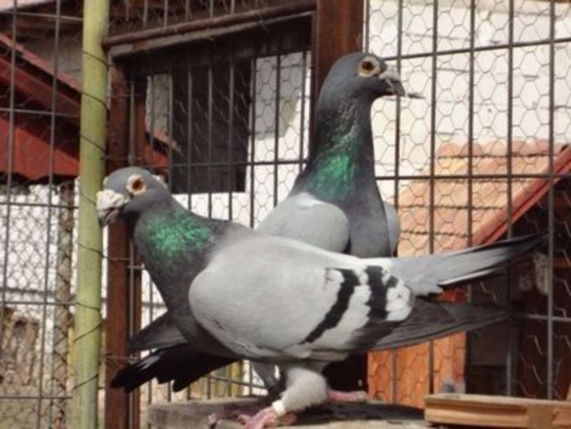 Fem. 2011.H. - VOIAJORI STIL VECHI SI ORNAMENT- PERECHI MATCA 2017-2018