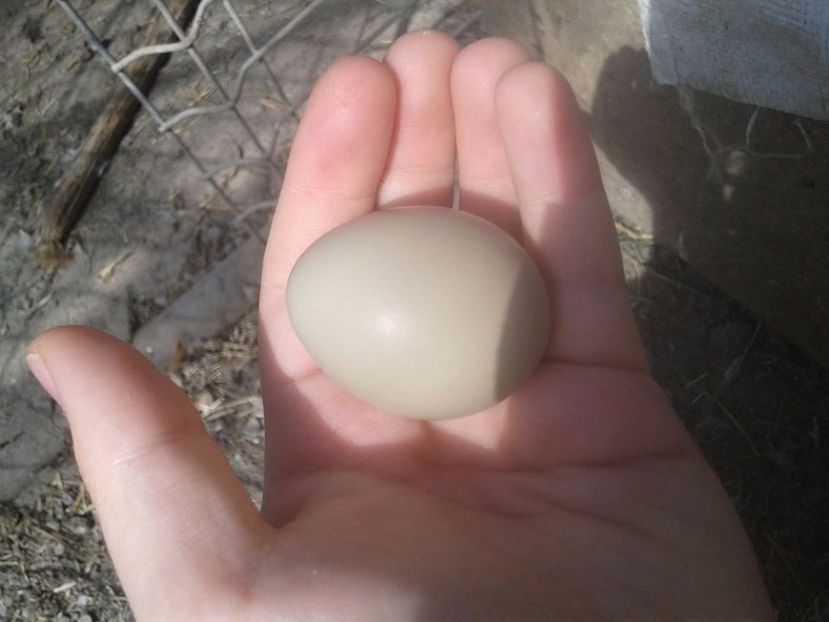 Primul ou pe data de 27 martie - D- Fazani Tenebros