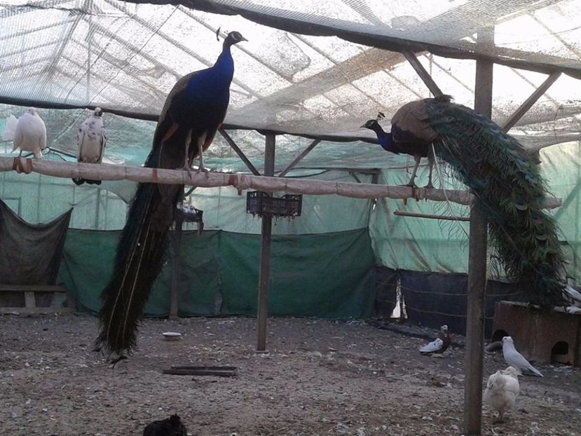 Masculi de 6 ani si de 3 ani - C------------Paunii mei Standard si Umar Negru