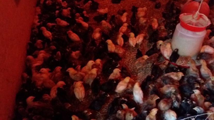 20170322_181852[1] - pui de gaina martie 2017