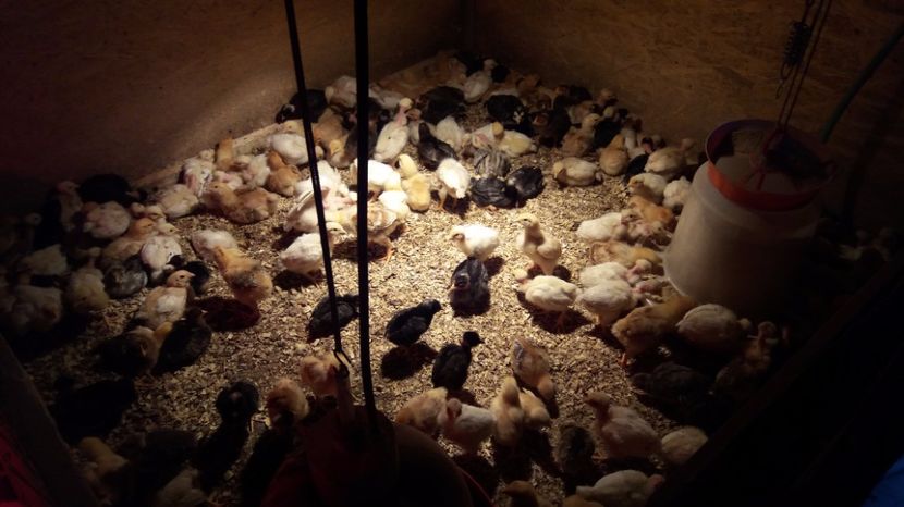 20170322_181920[1] - pui de gaina martie 2017