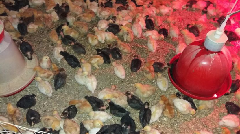 20170322_181937[1] - pui de gaina martie 2017