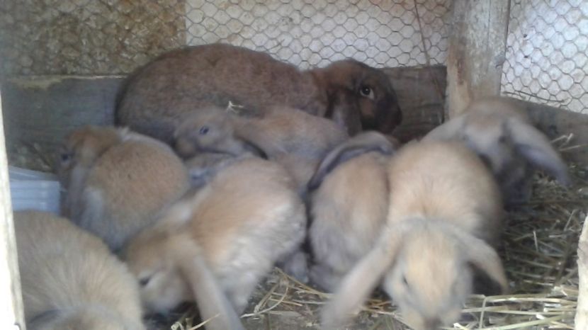 20160710_185126_1_bestshot - ARHIVA