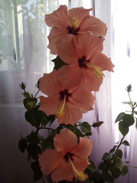  - Hibiscus Cairo Apricot