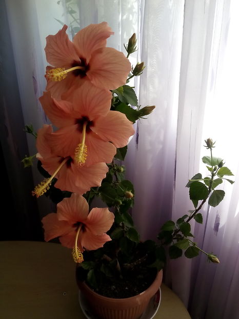  - Hibiscus Cairo Apricot