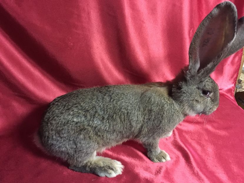 VANDUT SIBIU - TINERET 2017