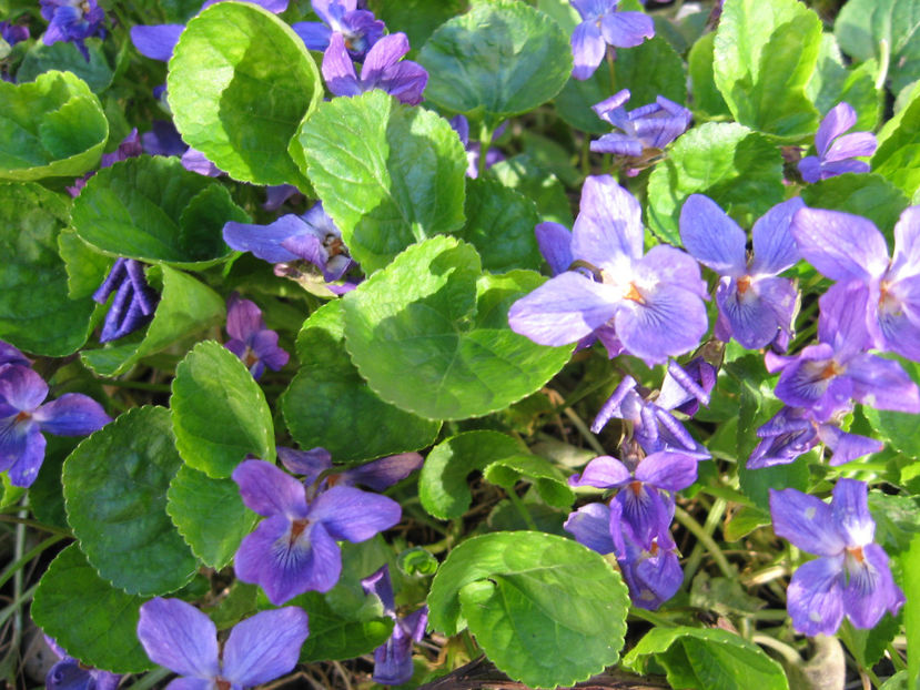 Picture 7767 - Flori de gradina 2015-2018