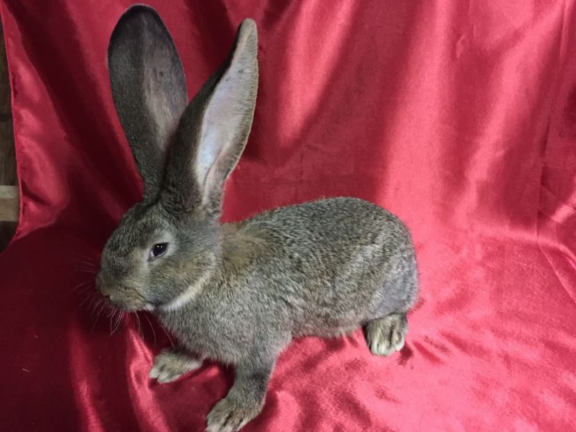 RO 8-1718(M) - TINERET 2017