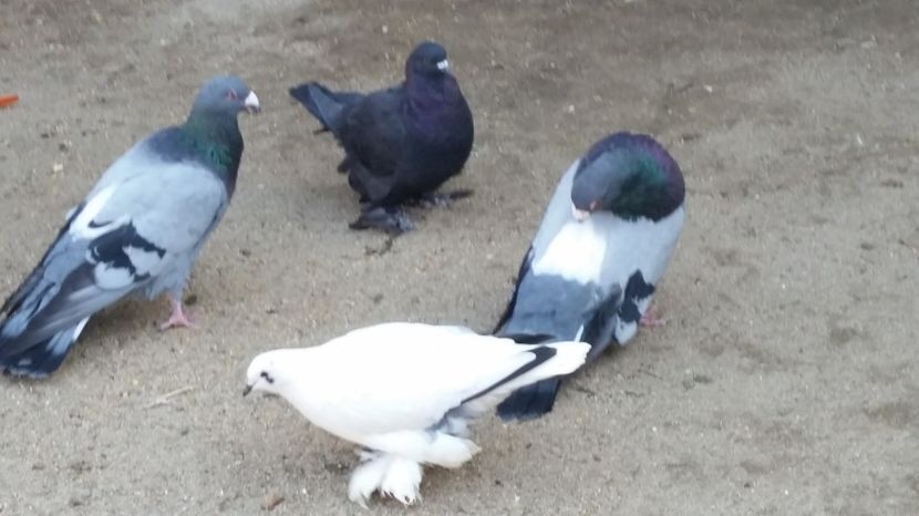  - ROMAGNOLI PORUMBEI