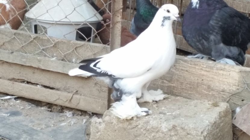  - ROMAGNOLI PORUMBEI