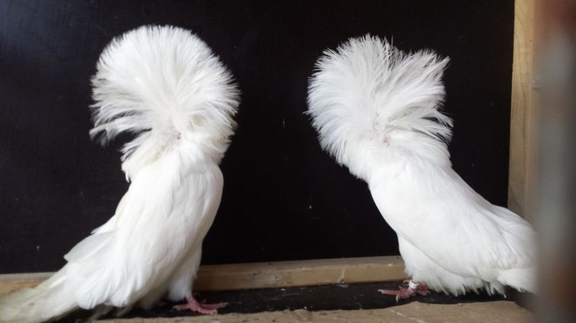  - GULERATI matca 2016