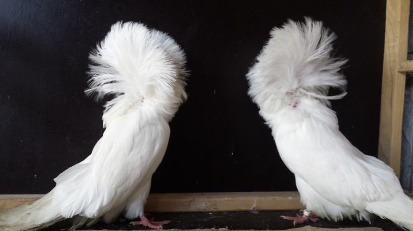  - GULERATI matca 2016