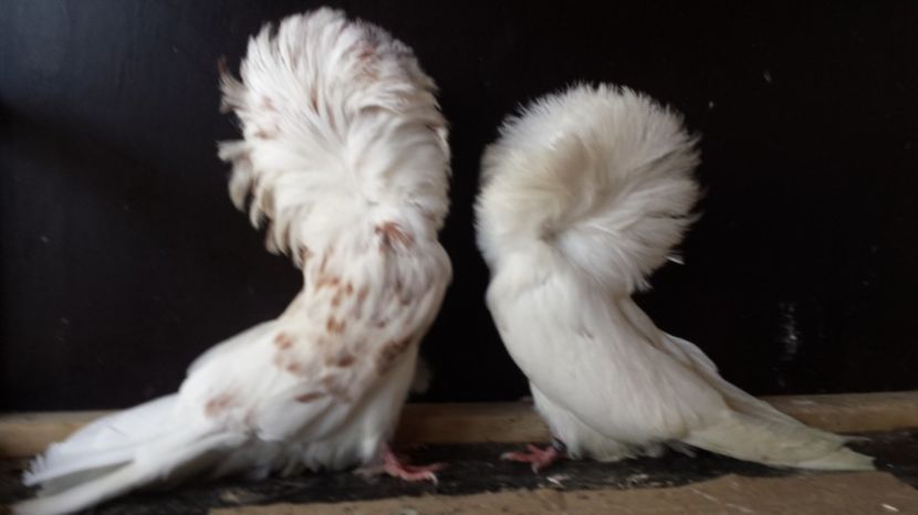 Pereche 2016 - GULERATI matca 2016