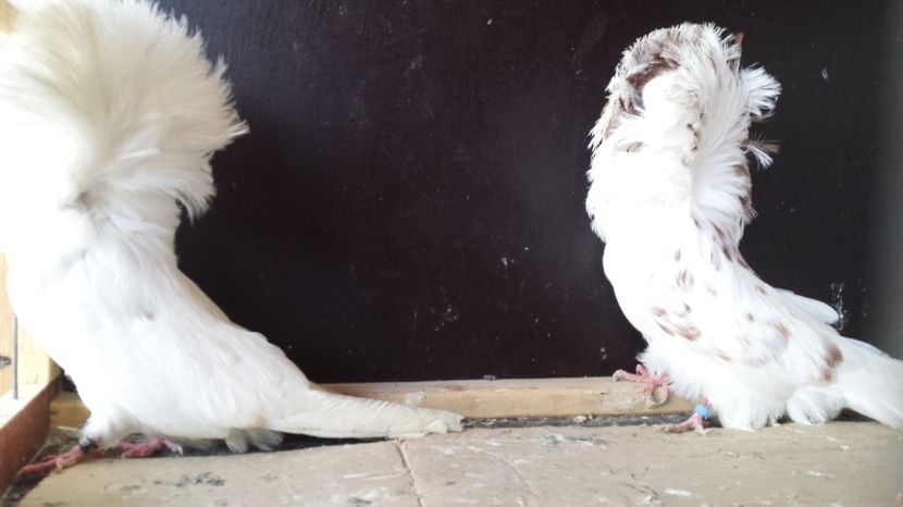  - GULERATI matca 2016