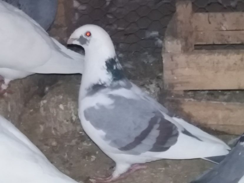 F-2015-vanduta - 5-AMERICAN SHOW RACER