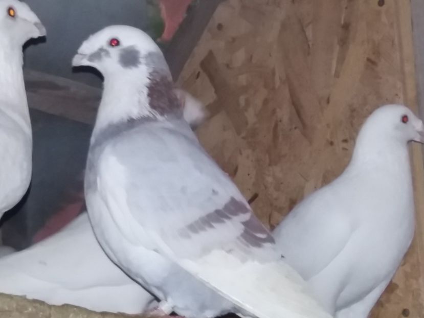 M-2015-vandut - 5-AMERICAN SHOW RACER