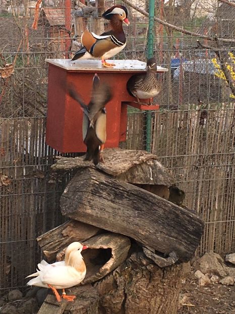  - RATE MANDARINE STANDARD