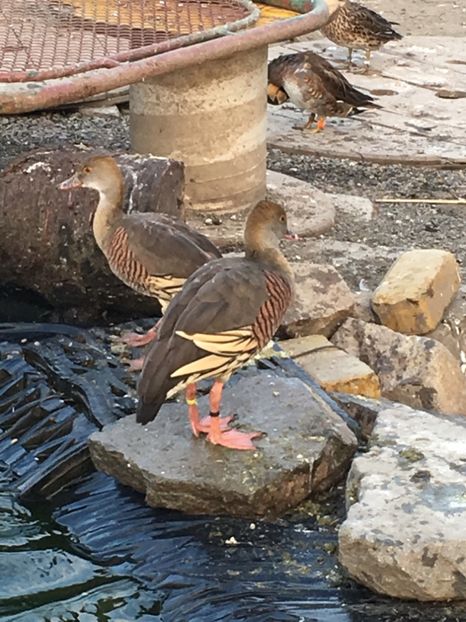  - Gisca Fluieratoare Cu Secera