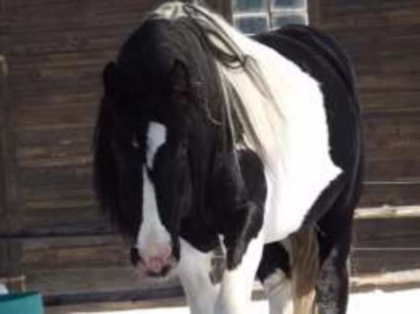 260990519_1_261x203_ogier-karosrokaty-braniewo_rev006 - ALTI ARMASARI FRUMOSI nu ii detin